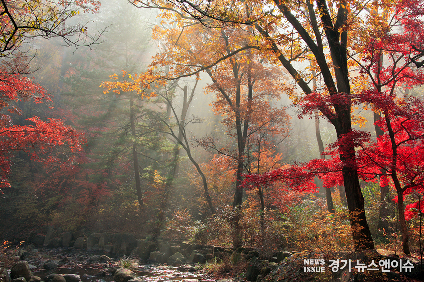당단풍나무와 복자기로 붉게 물들어 국립수목원에서도 단풍명소로 꼽히는 육림호 인근 풍경. /국립수목원 제공