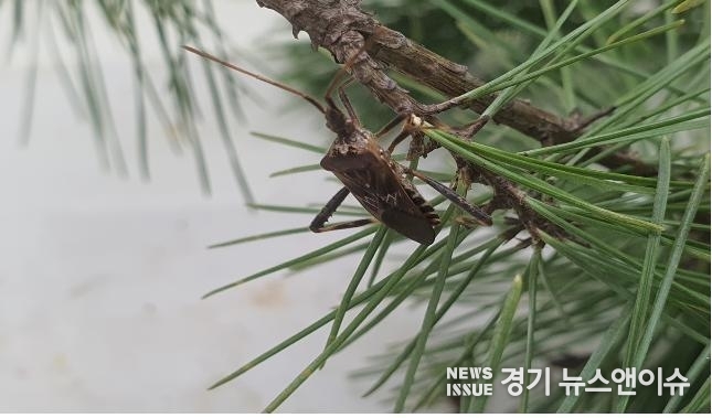 잣나무에서 발견된 외래해충 '소나무허리노린재'. /경기도 제공