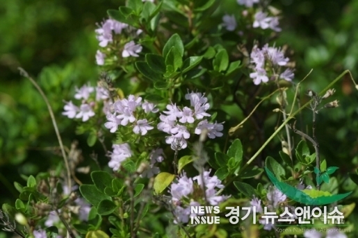 자생식물인 섬백리향 모습. /국립수목원 제공