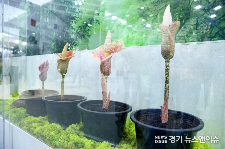고양국제꽃박람회 희귀식물전에 전시된 희귀식물 ‘아모르팔루스 뮬러리’