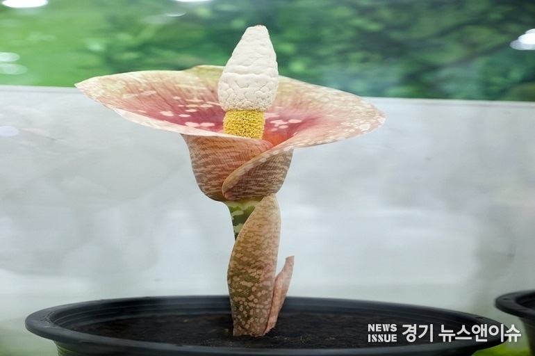 고양국제꽃박람회 희귀식물전에 전시된 희귀식물 ‘아모르팔루스 뮬러리’