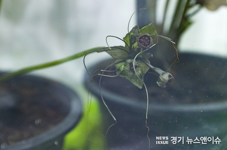 고양국제꽃박람회 희귀식물전에 전시된 희귀식물 ‘타카 잔트리에리’