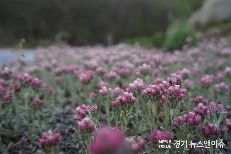 북한식물인 백두산떡쑥. (국립수목원 제공)