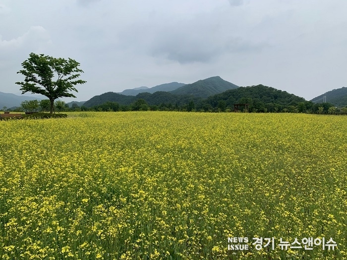 한탄강 생태경관단지에 핀 유채. (포천시 제공)