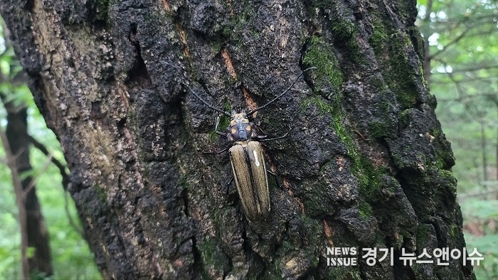 위치추적기를 단 장수하늘소. (국립수목원 제공)